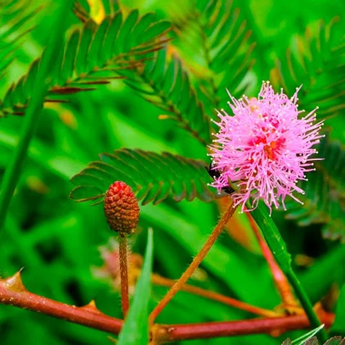 2 specii de mimosa cu efecte miraculoase