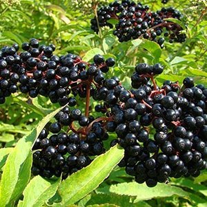 Fructele de soc negru