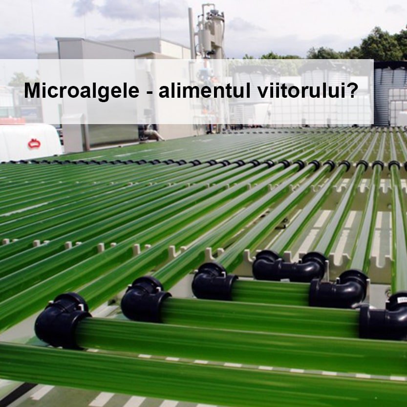 Sunt microalgele hrana durabila a viitorului